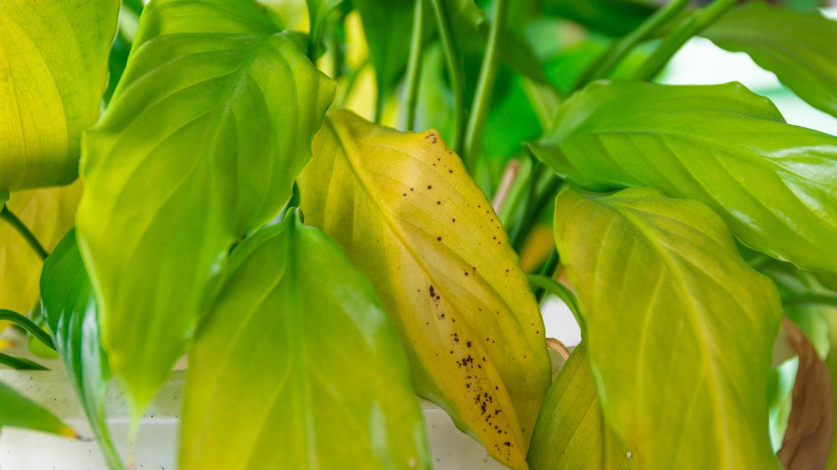 Jak uratować przelane rośliny doniczkowe?