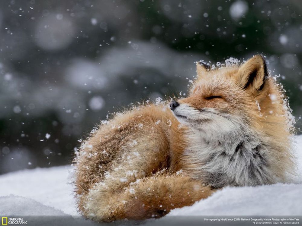 Fotografie natury, która nie przestaje zachwycać. Oto finałowe prace konkursu National Geographic Nature Photographer of the Year 2016 2