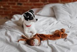 Pies w łóżku czy obok łóżka? Behawioryści mówią wprost