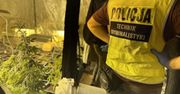 Dom w budowie skrywał plantację marihuany. Wszędzie wisiały ścięte krzewy