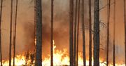 Groźny pożar lasu w powiecie wołomińskim. Na miejscu 65 zastępów straży pożarnej i śmigłowiec Black Hawk