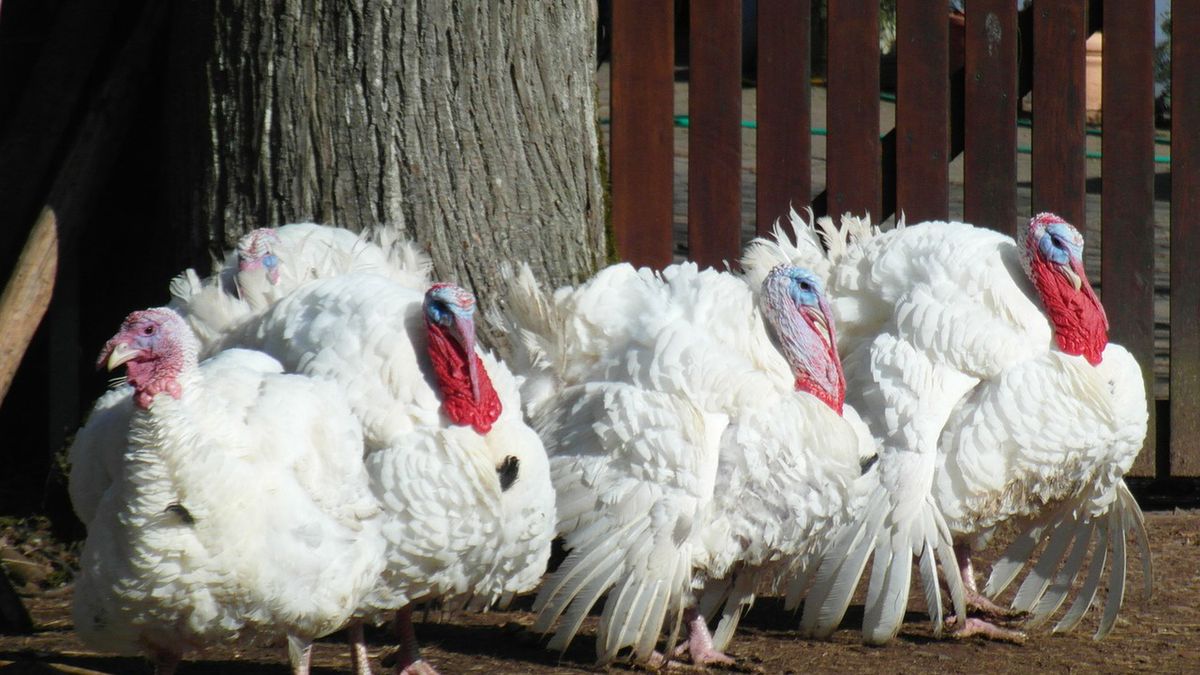 Ptasia grypa w Wielkopolsce