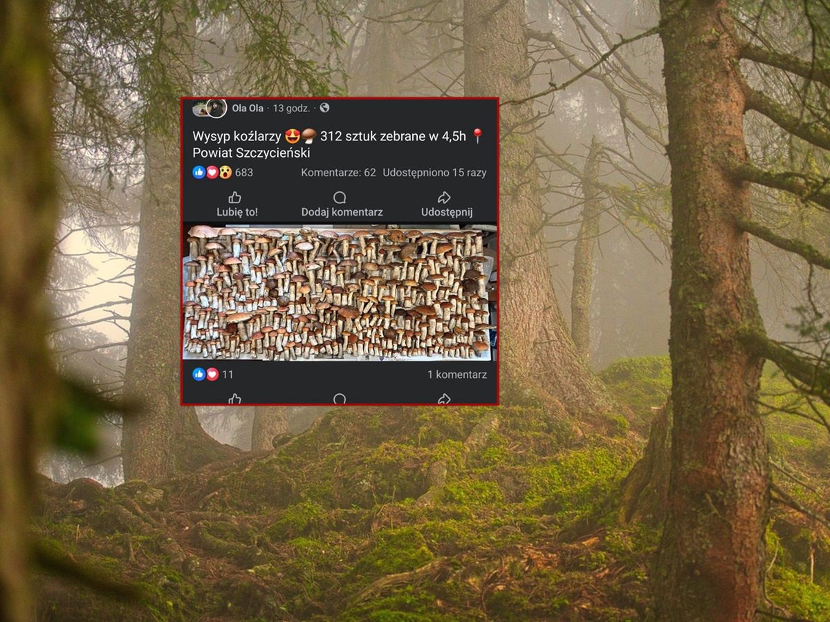 "Wysyp koźlarzy". 4,5 godziny w lesie. Pokazała zdjęcie grzybów