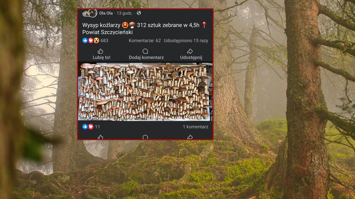 Internautka podzieliła się zdjęciem 312 koźlarzy.