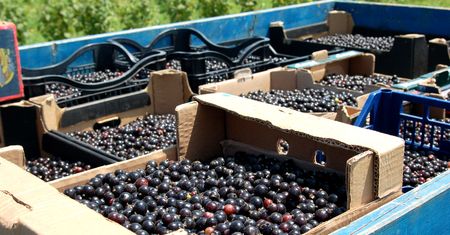 Chroni przed miażdżycą. Pomoże pozbyć się bólu nóg i mięśni