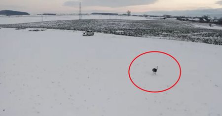 Uciekł z prywatnej posesji. Apel do mieszkańców Dolnego Śląska