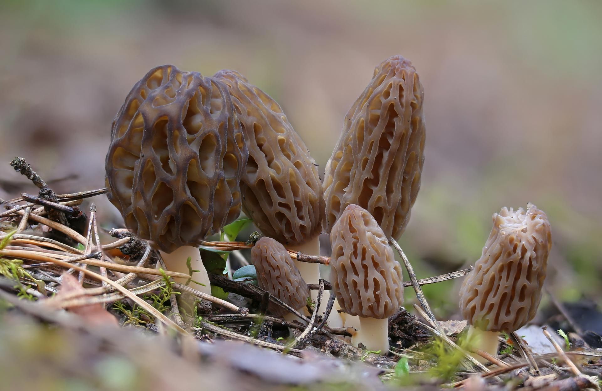 Smardze to grzyby jadalne, niedoświadczeni grzybiarze mogą jednak się pomylić