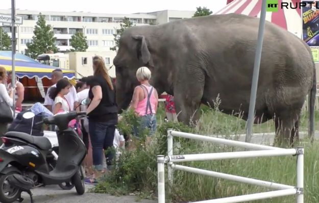 4,5-tonowa słonica spacerowała sobie po ulicach Berlina