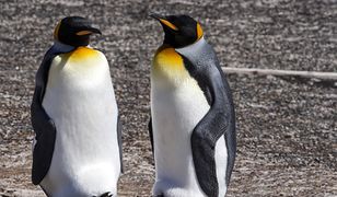 Zoo w Berlinie. Homoseksualne pingwiny przygarnęły jajo