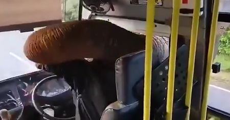 ”Napad” na autobus. Kierowca musiał oddać jedzenie