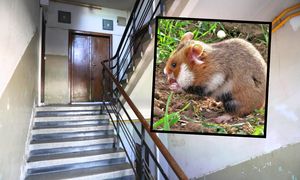 9-letni Witold dodał ogłoszenie na klatce schodowej. Chce bronić chomika