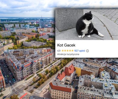 Próbowała ukraść kota Gacka. To największy bohater miasta