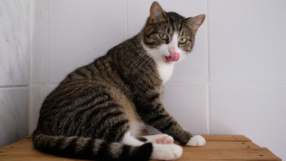 Przyjęcia i adopcje kotów są wstrzymane do odwołania.