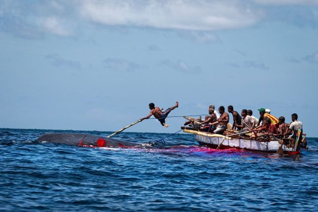 I miejsce w kategorii Fotoreportaż. Mieszkańcy indonezyjskiej wioski Lamalera z wyspy Lembata podtrzymują wielowiekową tradycję polowania na wieloryby z użyciem wiosłowych łodzi i bambusowych harpunów.