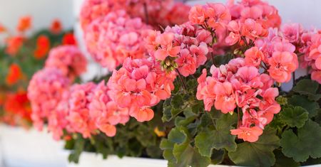 Kiedy wybudzać pelargonie po zimie? Termin jest kluczowy