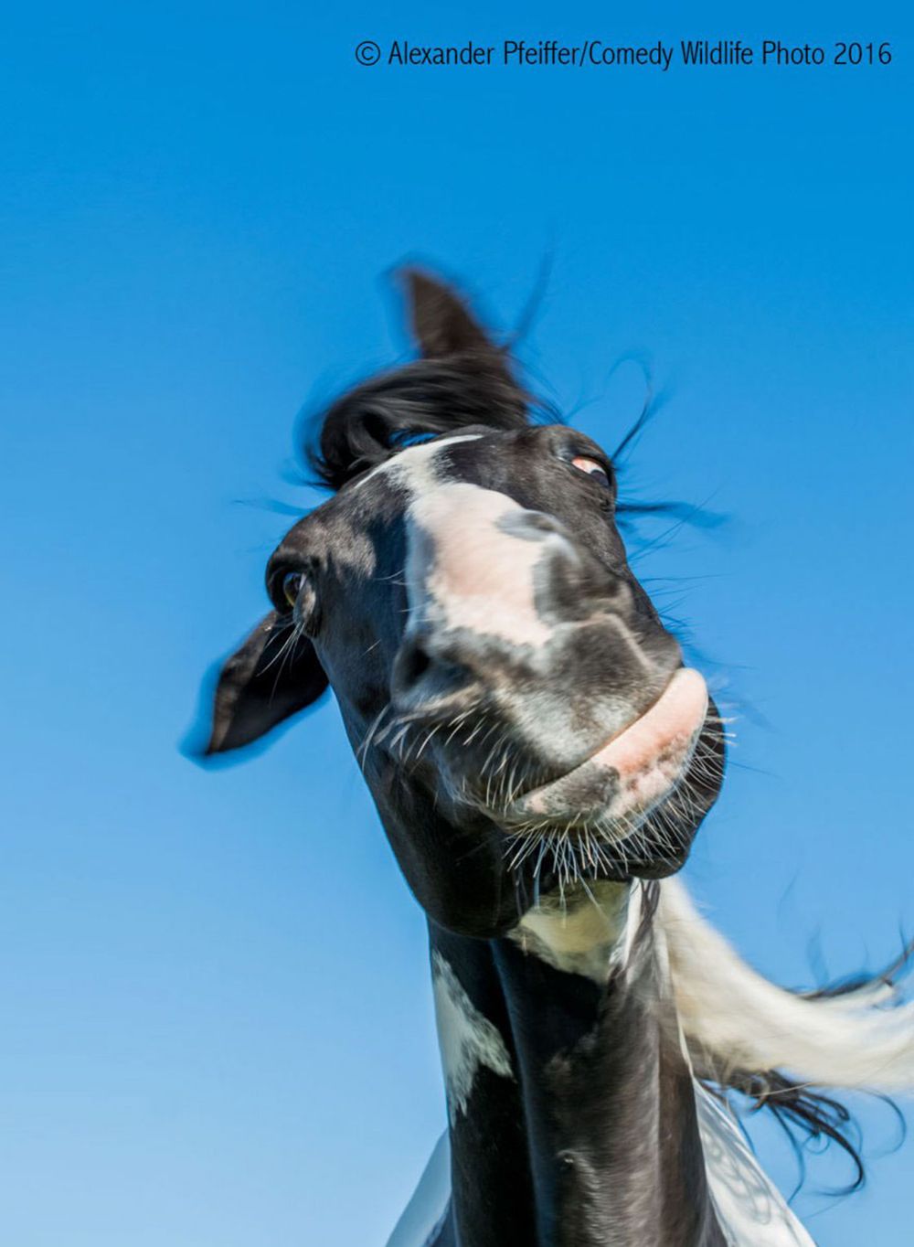 Najzabawniejsze zwierzaki konkursu Comedy Wildlife Photography Awards 2016 35