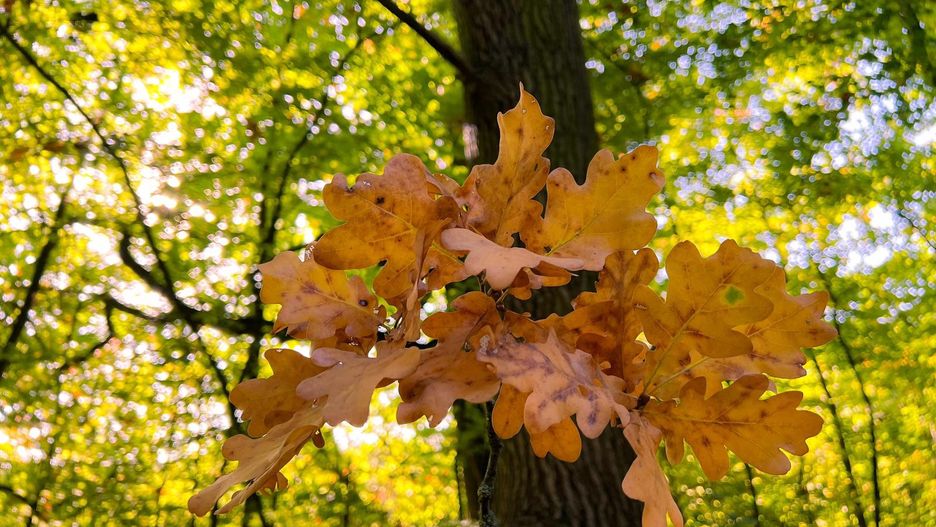 pogoda jesień las liść drzewo