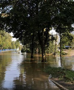 Uciekła przed wodą na drzewo. Kotka czekała na ratunek dwa dni