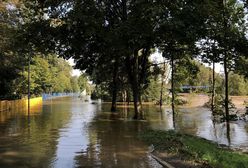 Uciekła przed wodą na drzewo. Kotka czekała na ratunek dwa dni