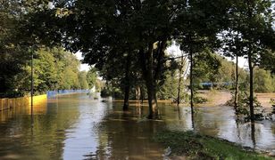 Uciekła przed wodą na drzewo. Kotka czekała na ratunek dwa dni