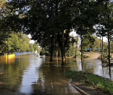 Uciekła przed wodą na drzewo. Kotka czekała na ratunek dwa dni