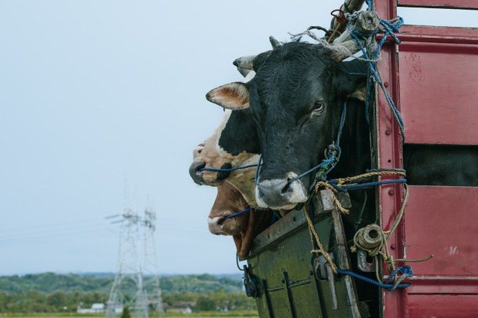 Nowe przepisy dla hodowców. Transport bydła, owiec i kóz pod kontrolą