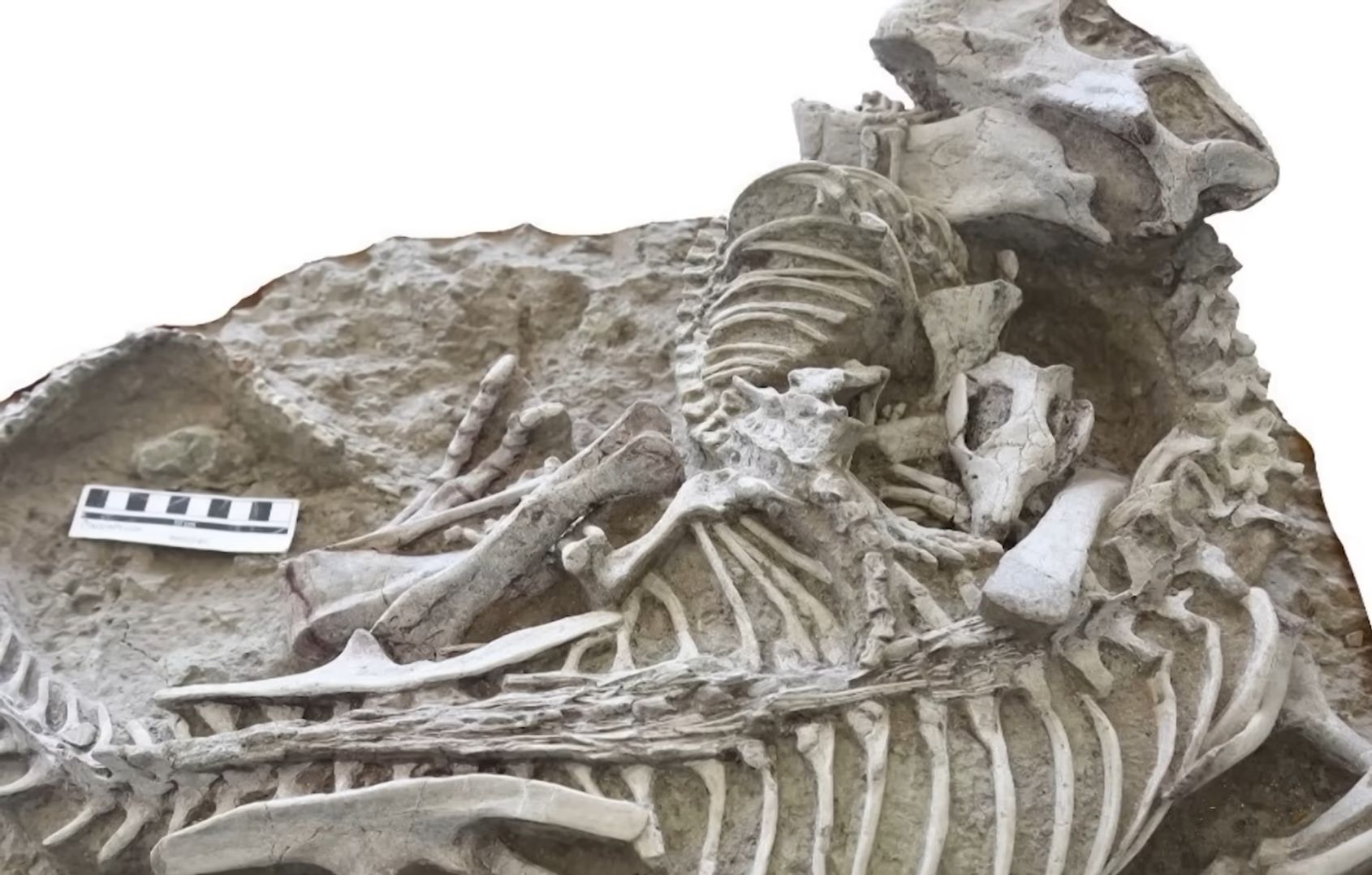 Naukowy dowód zapiera dech. Odkrycie w "Pompejach dinozaurów"