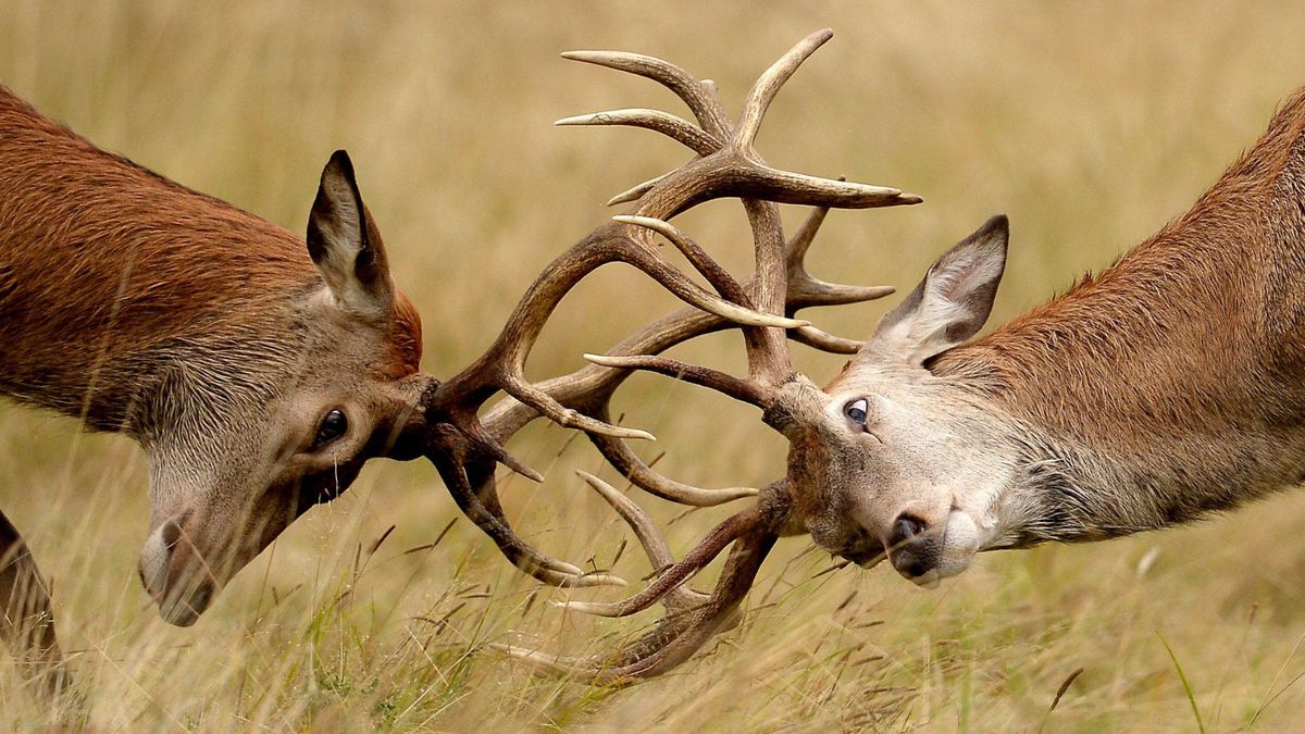 Ceny poroży sięgają nawet 1000 złotych 