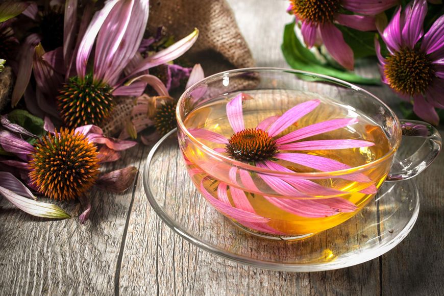 Jeżówka czyli echinacea