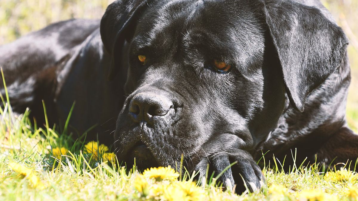 Czworonoga rasy cane corso zabrała bezdomna