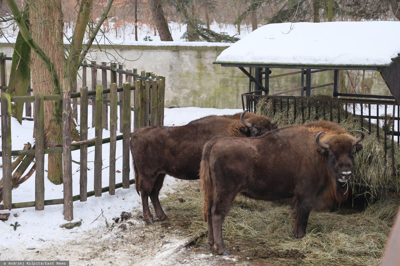 Nie było ich tysiąc lat. Żubry wracają do Szwajcarii