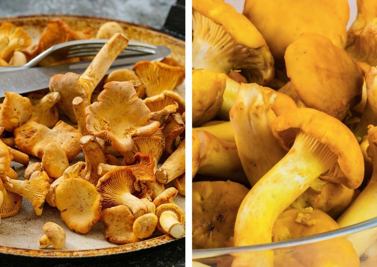 Sezon na kurki. Uważaj na trujące podróbki (WIDEO)