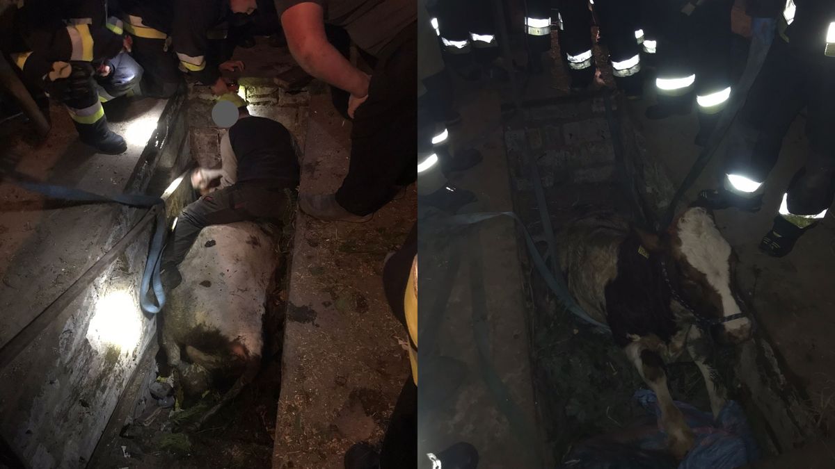 Krowa utknęła w kanale samochodowym 