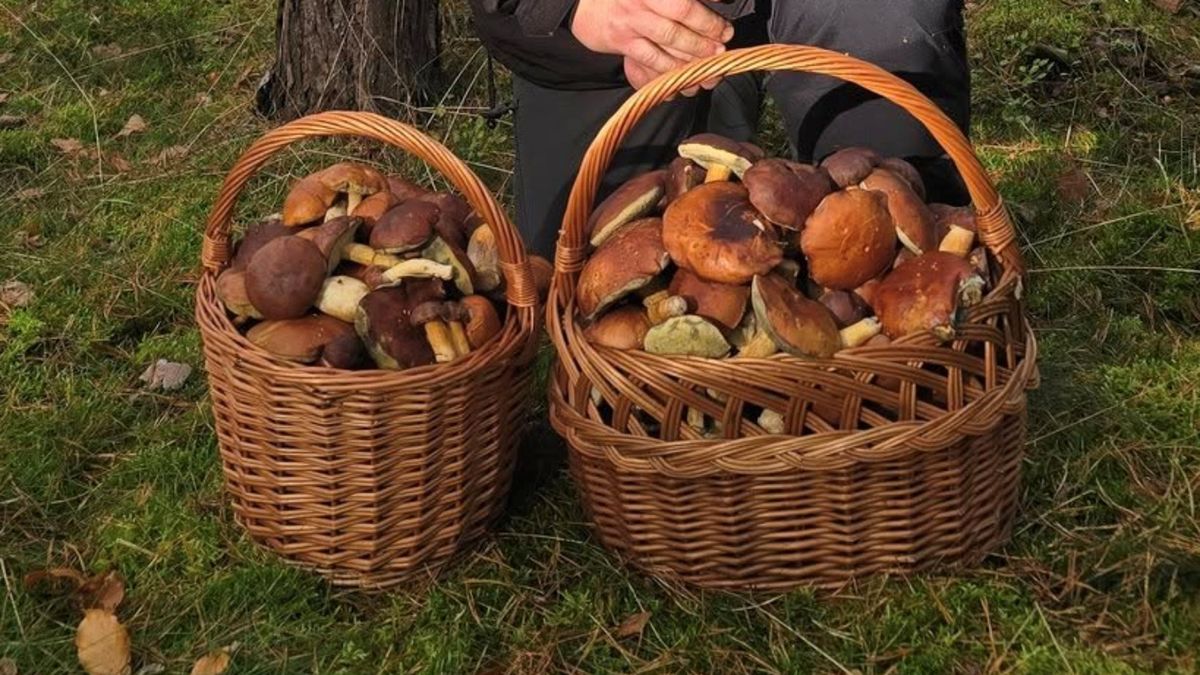 Pokazał, ile grzybów nazbierał w 2 godziny.