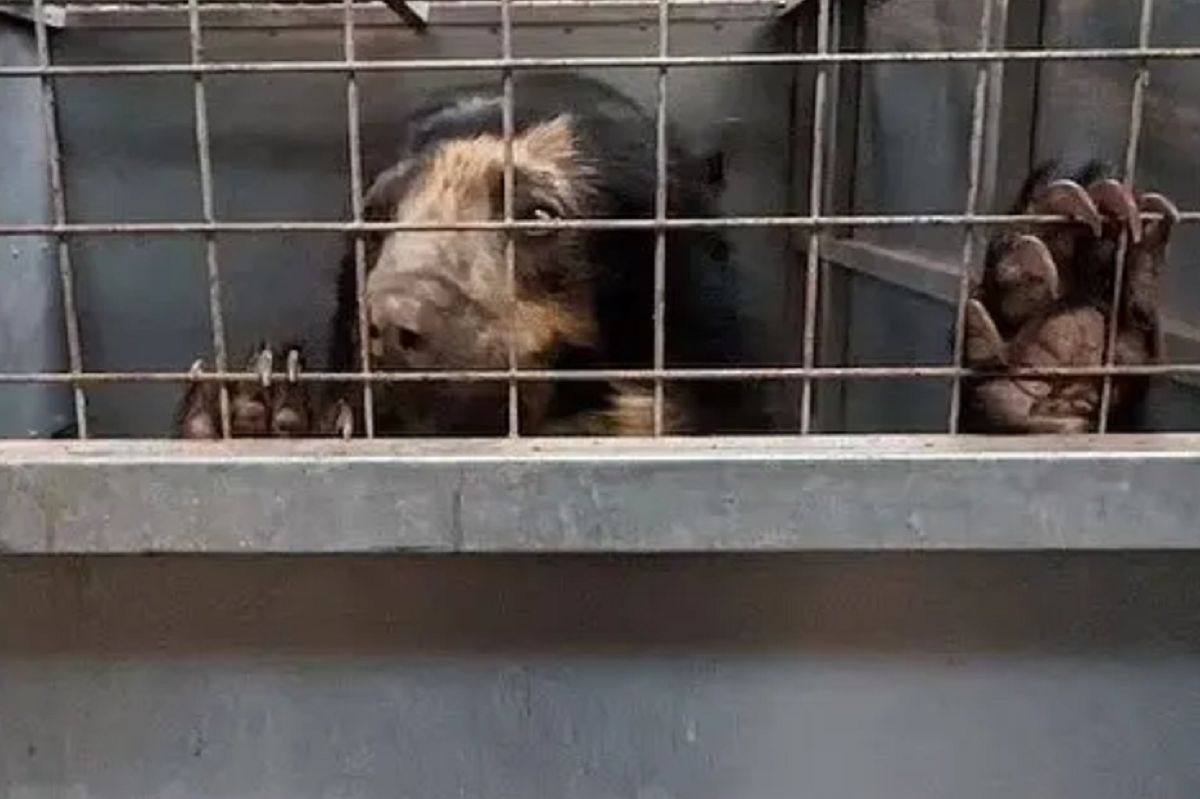 Outrage mounts as conditions worsen at embattled UK zoo