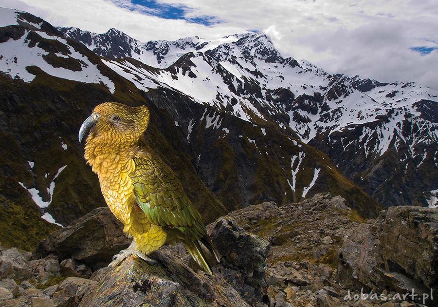 Kea w jej naturalnym środowisku