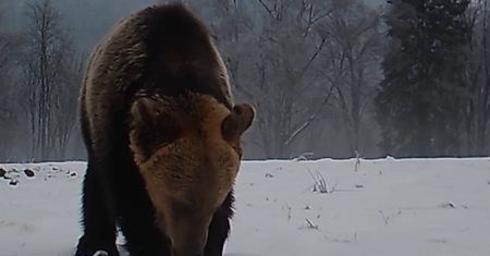 Nagle niedźwiedź "zgasił światło". Nagranie leśników to hit