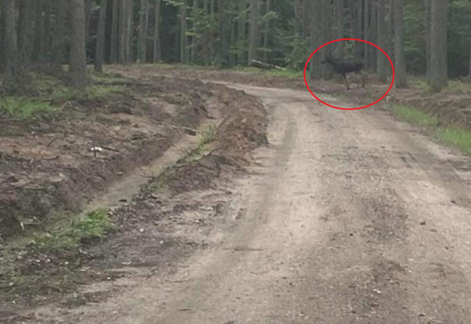 Nowy mieszkaniec na terenie Leśnictwa Mokre