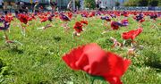 Przygotowali i zainstalowali maki w Warszawie - dziś nie ma już po nich śladu!