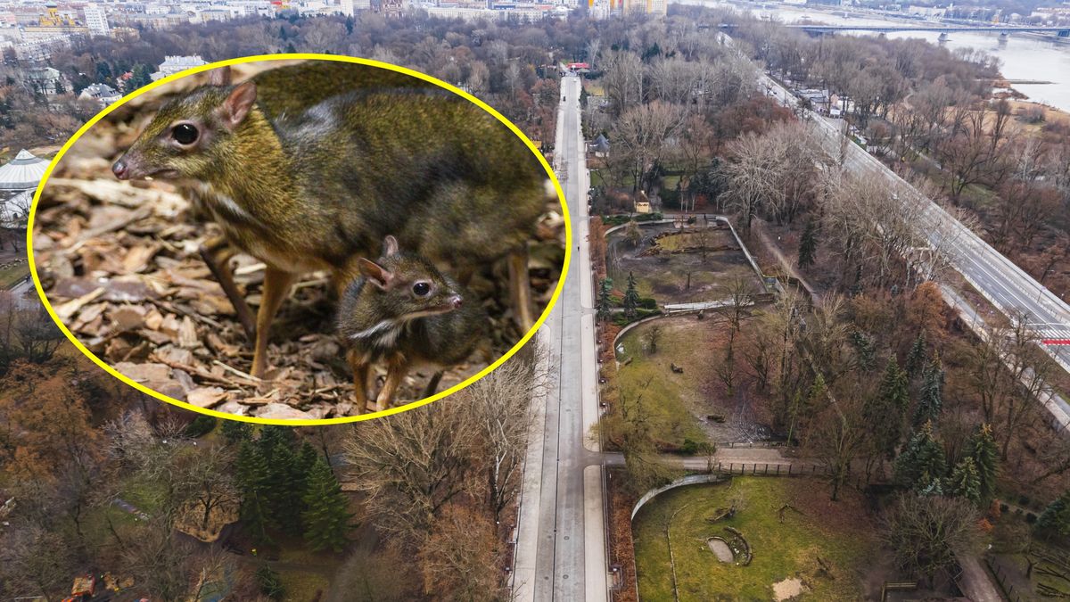 W Warszawskim zoo narodził się kanczyl jawajski