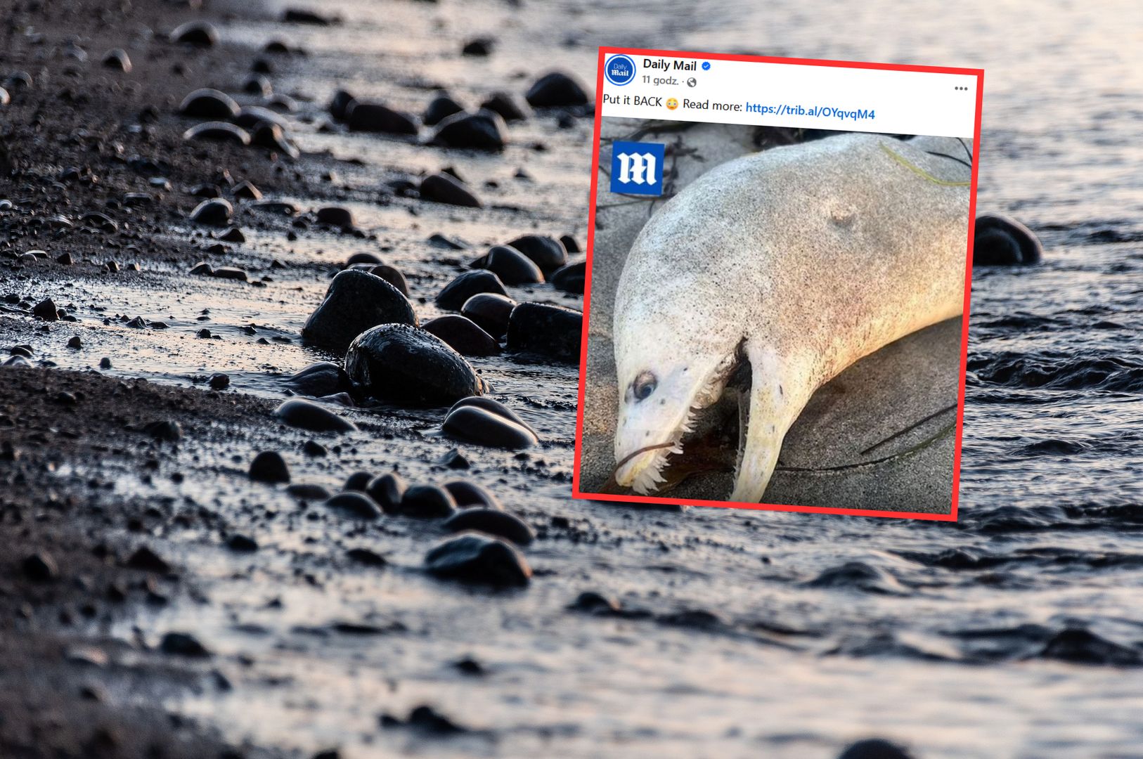 Fale wyrzuciły to na brzeg. Ekspert o zdjęciu z plaży w Kalifornii