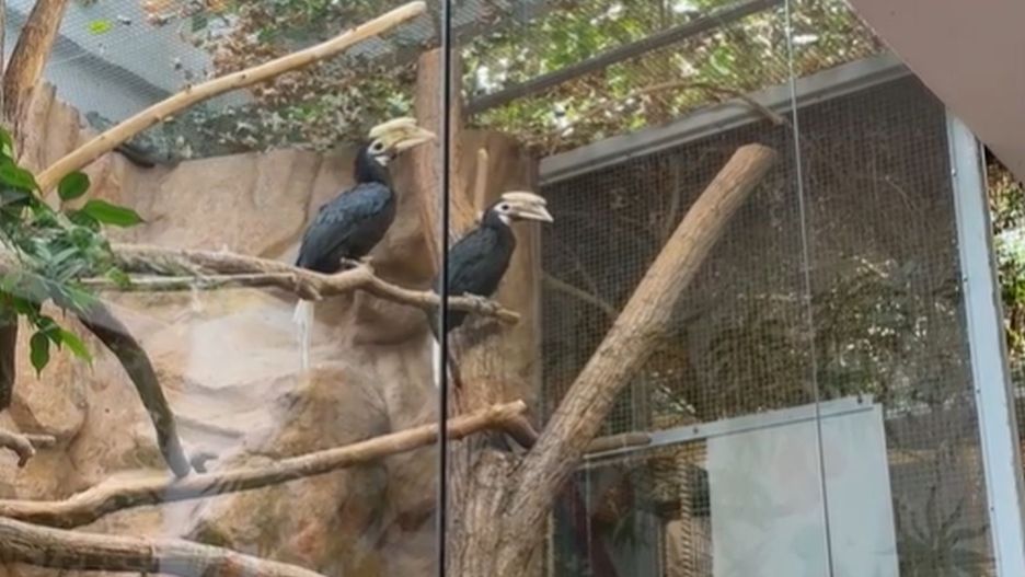 Dzioborożce palawańskie we wrocławskim zoo