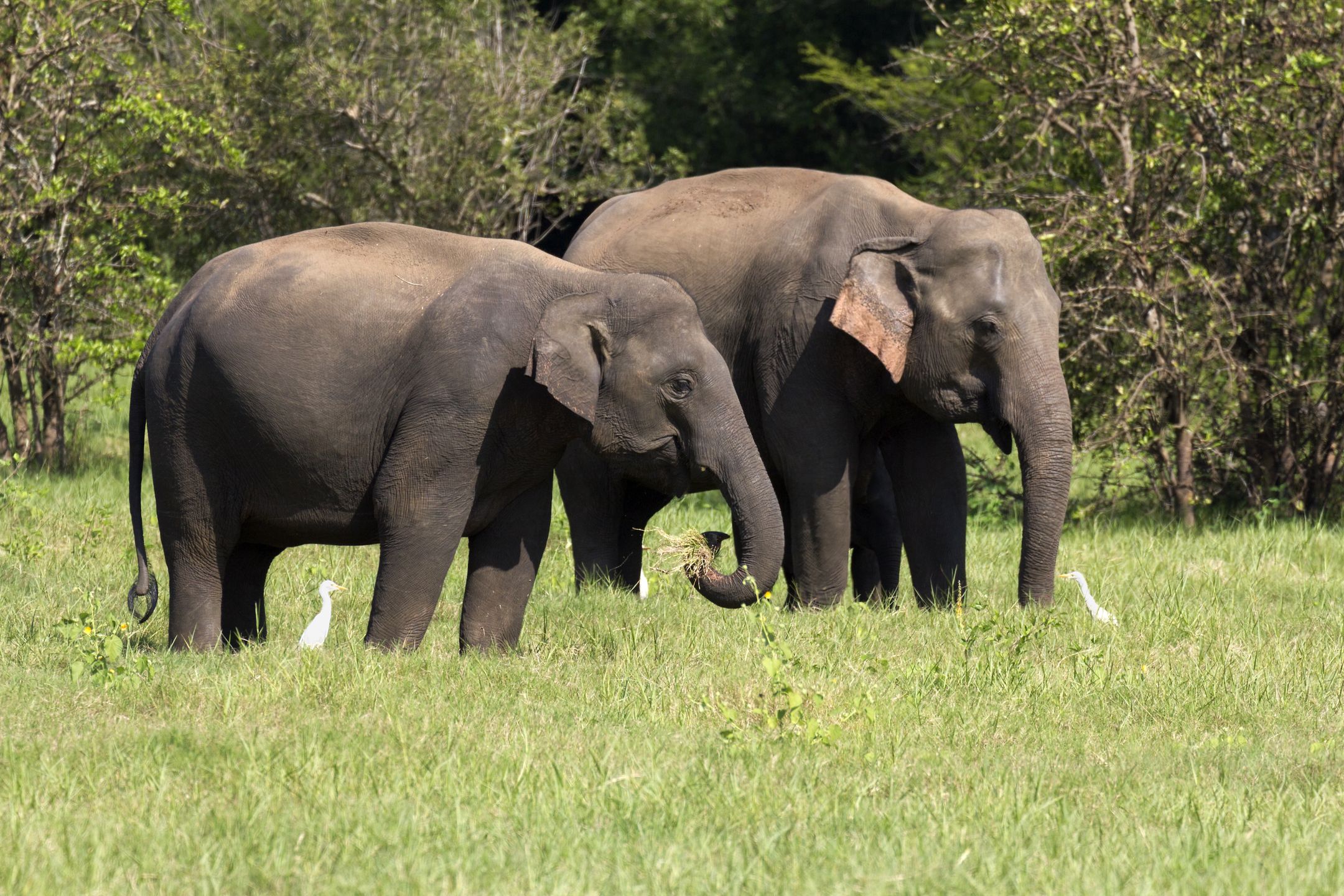 Yala National Park - Sri Lanka - 14 February 2014; Yala National Park is a large wildlife reserve in southeast Sri Lanka, lagoons bordering the Indian Ocean. It includes a wide variety of ecosystems including forest, grassland, wetlands and coastal lagoons. The park is home to diverse wildlife including leopards, elephants, water buffalo and crocodiles, as well as hundreds of bird species. Pre-pandemic, it hosted many wildlife safaris. Here we see some of its Asian Elephants (elephas maximus maximus). The Sri Lankan elephant is one of three recognised subspecies of the Asian elephant, and native to Sri Lanka. It is so good to see these wondrous creatures roaming free in their natural habitats. (Photo by: Planet One Images/Universal Images Group via Getty Images)