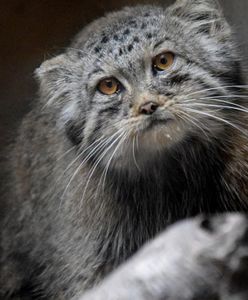 Manul z Poznania walczy o finał w Pucharze Świata 2023