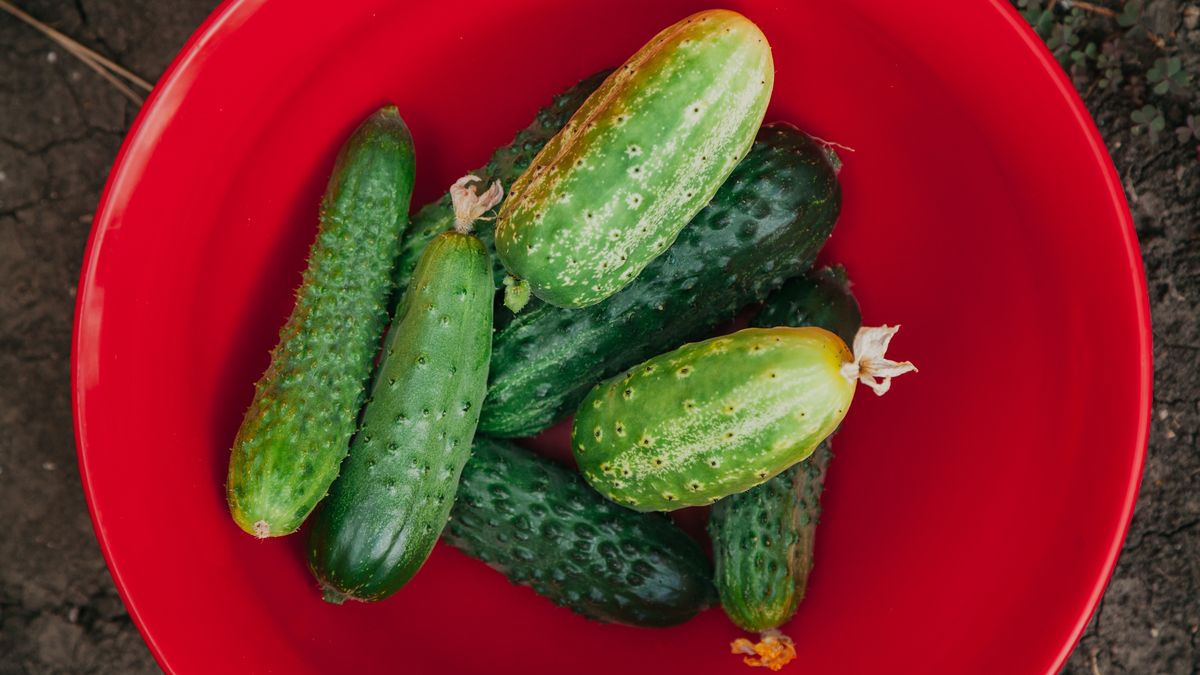 Jak najlepiej przygotować ogórki do kiszenia?