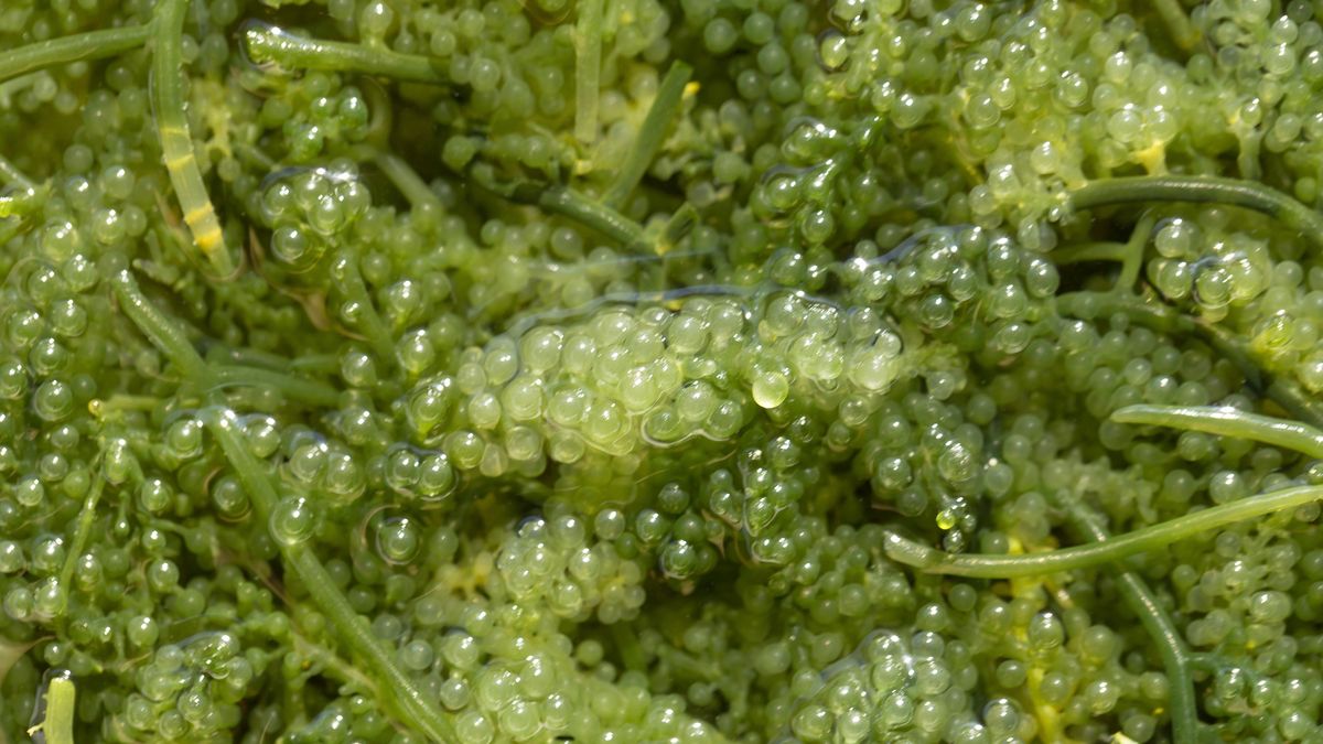 Wodorosty działają przeciwzakrzepowo, obniżają cholesterol i odchudzają