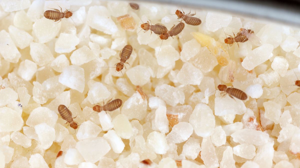 Gryzki to szkodniki, które mogą pojawiać się w domu