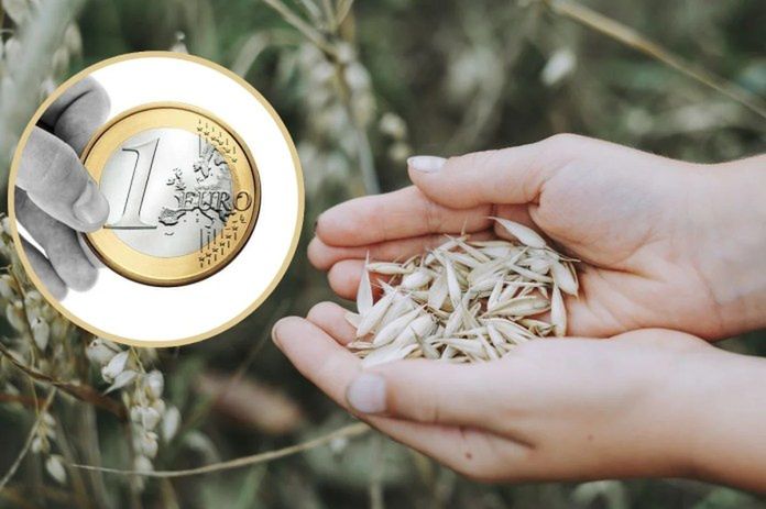 Rolnicy sprzedają zboże za grosze. Rząd: pomocy tylko tyle, na ile pozwoli Bruksela