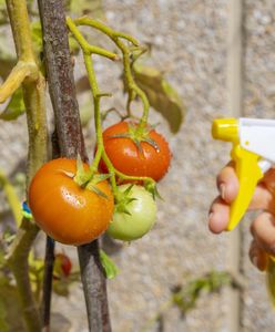 Domowe opryski na pomidory. Zneutralizują popularną chorobę