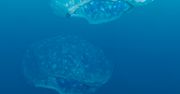 Ocean plastiku – gdyby śmieci zastąpiły ryby [inspiracje]